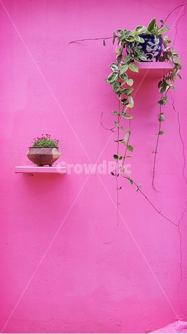 감성,분홍벽,호야줄기,꽃화분,배경이미지,실내용화초,화분,화초,house plant