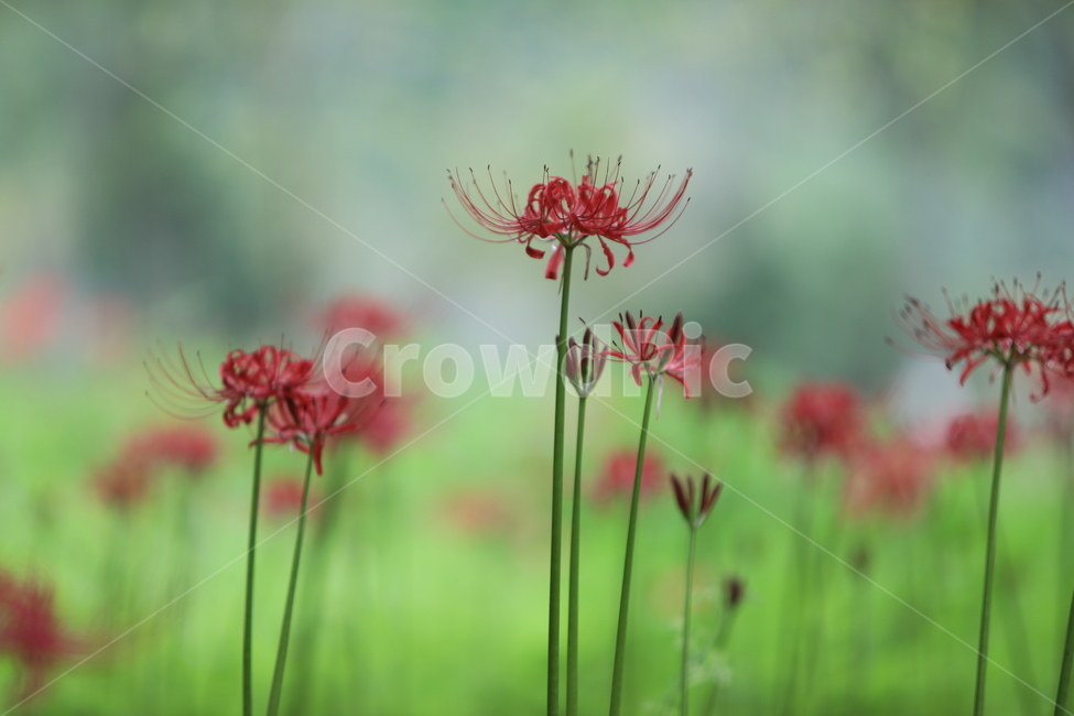 꽃무릇,꽃,식물,자연,석산,식물,자연,plants,nature,꽃,flower