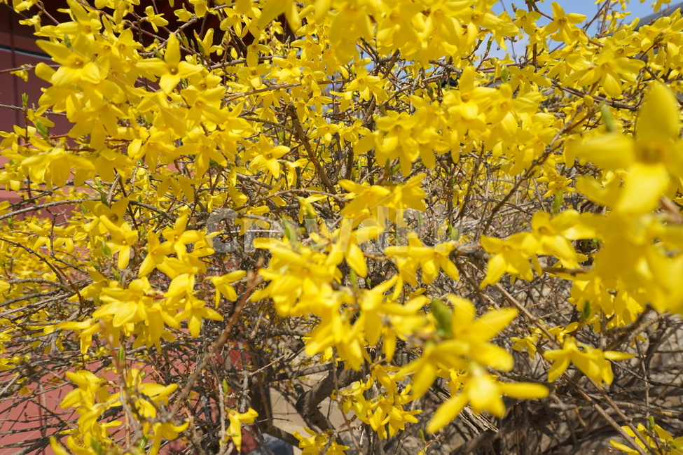 개나리,봄,노란색,노랑,꽃,봄,계절,spring,season,식물,자연,plants,nature,꽃,flower,plant