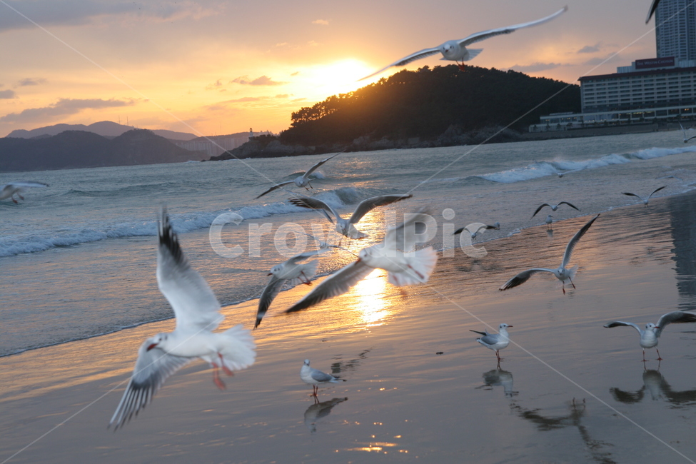 갈매기,새,bird,하늘,flying,동물,animal,노을,바다,동물,animal,조류,새,birds