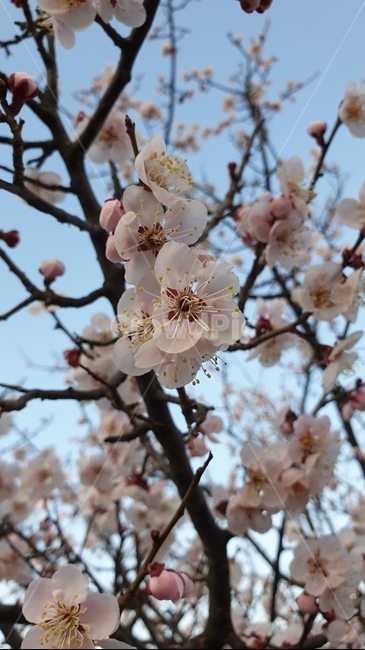 plant,식물,blossom,꽃,flower,매화,봄,spring