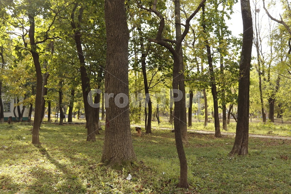 plant,식물,tree,나무,공원,park,자연,자연,풍경,nature,landscape
