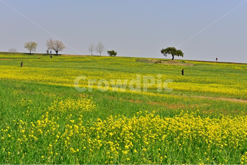전북,고창,청보리밭농원,학원농장,유채밭,유채꽃,봄,계절,field,들,grassland,outdoors,옥외,nature,자연,rural,농촌,farm,농장,meadow,목초지,human,인간,person,사람