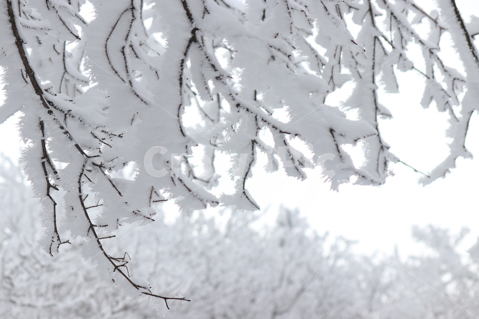 자연,눈,snow,빙,ice,상고대,눈꽃,감성사진,배경화면,겨울,계절,winter,season