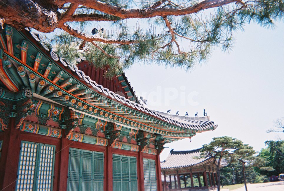 건물,궁,창경궁,자연,건축물,한국전통,한국문화,korean traditional,korean culture,건축물,건물외관,exterior,building,structure,architecture,construction