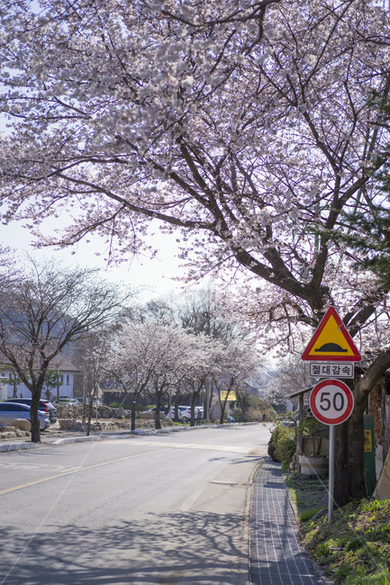 벚꽃,벚꽃길,봄,벚꽃도로,봄꽃,봄,계절,spring,season