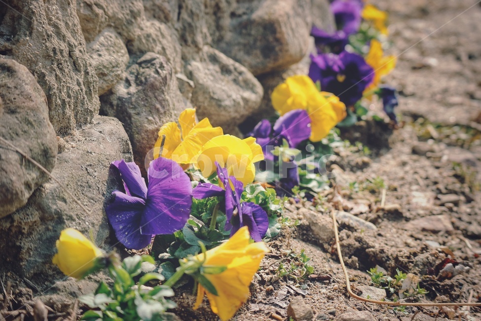 꽃,flower,팬지,pansy,담양,슬로우시티,식물,자연,plants,nature,꽃,flower