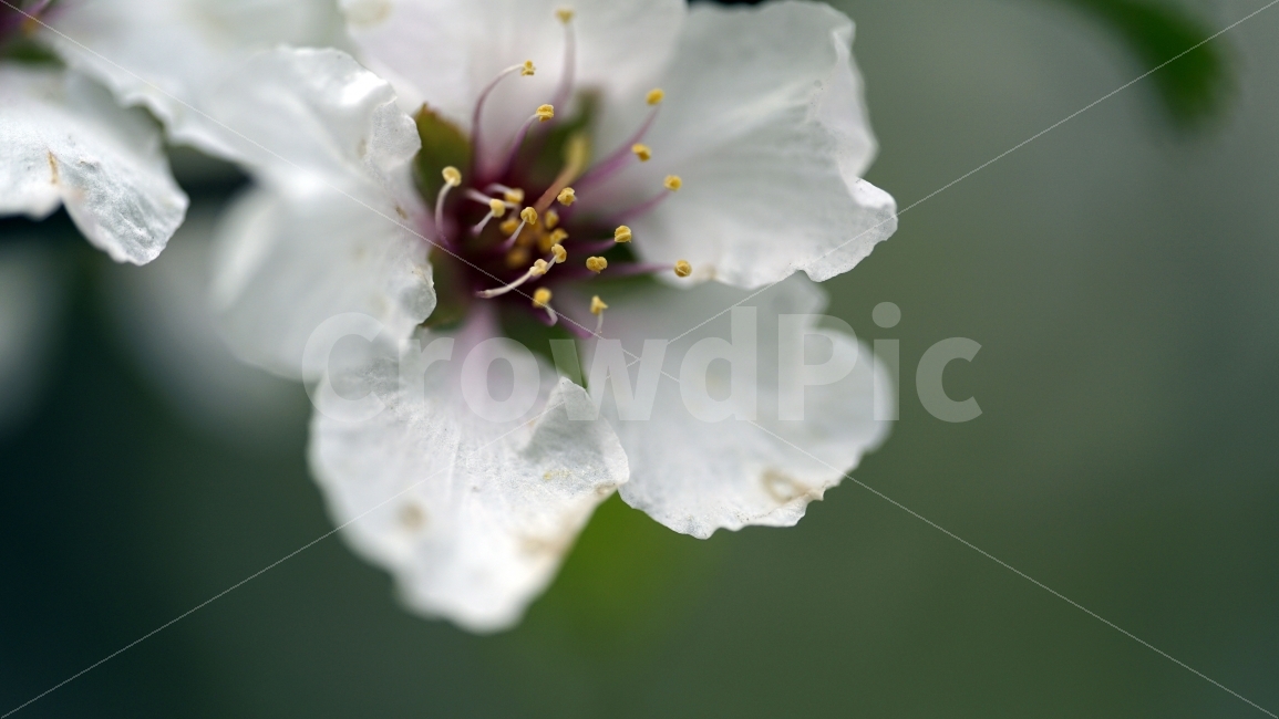꽃,벗꽃,봄,나무,나뭇가지,벗꽃나무,플라워,봄꽃,이파리,자연,flower,sakura,nature,tree,spring,식물,동네,마을,환경,벚꽃,식물,자연,plants,nature,감성,sensible,feeling,봄,계절,spring,season,꽃,flower,plant