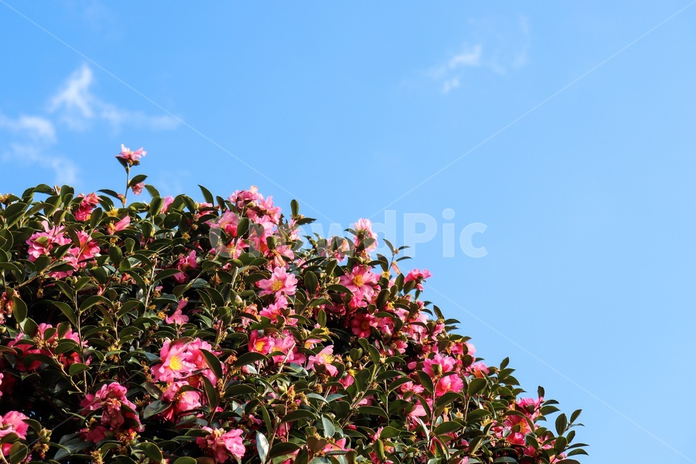 camellia,동백,동백꽃,꽃,flower,sky,하늘,plant,식물,잎,leaf