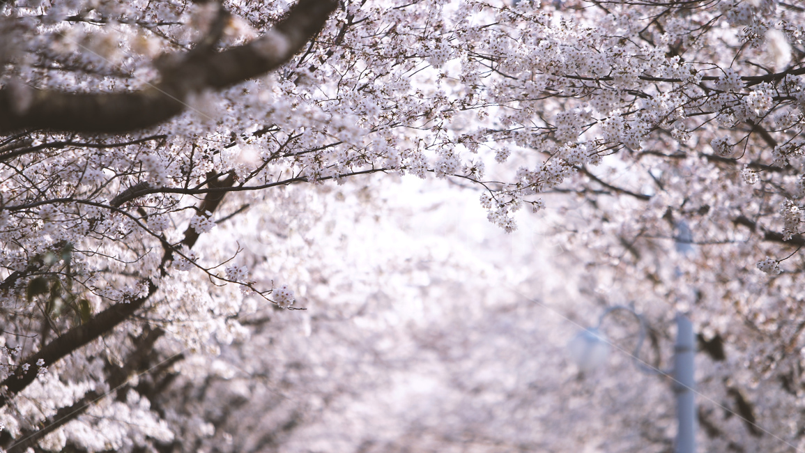 봄,벚꽃,cherryblossom,flowers,벚꽃나무,꽃비,벚꽃비,풍경,봄꽃,계절,spring,season,식물,자연,plants,nature,꽃,flower,나무,trees,wood,감성,sensible,feeling,배경화면,이미지,감성사진,봄,계절,spring,season,자연,풍경,nature,landscape,plant,blossom,cherry blossom