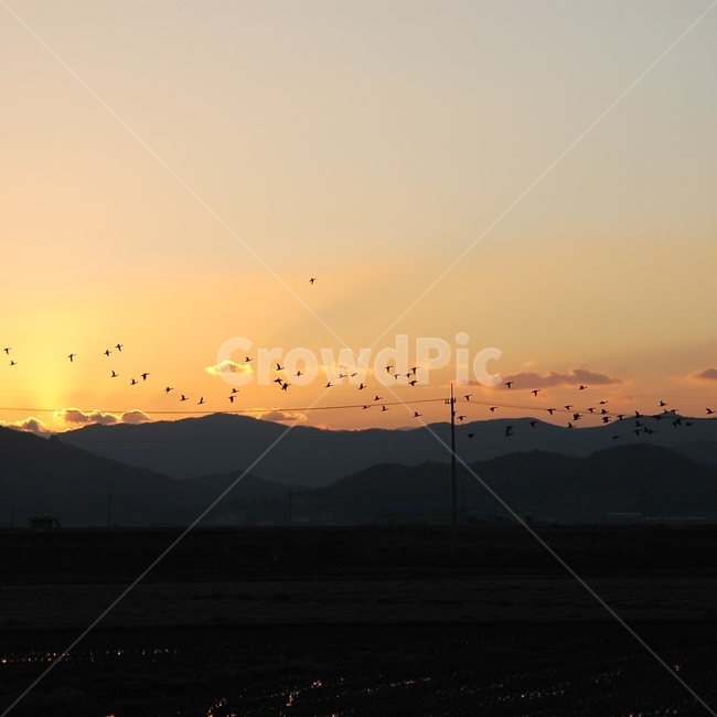 시골,노을,새,들판,논,자연,풍경,nature,landscape,outdoors,옥외,sky,하늘,dawn,새벽,red sky,붉은 하늘,sunset,일몰,dusk,황혼