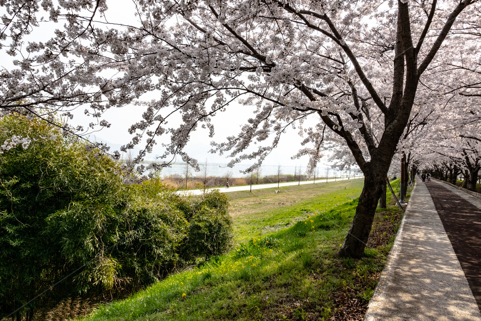 벚꽃,벚꽃길,꽃길,축제,벚꽃죽제,봄,계절,spring,season,자연,풍경,nature,landscape,plant,식물,tree,나무,tree trunk,나무 줄기