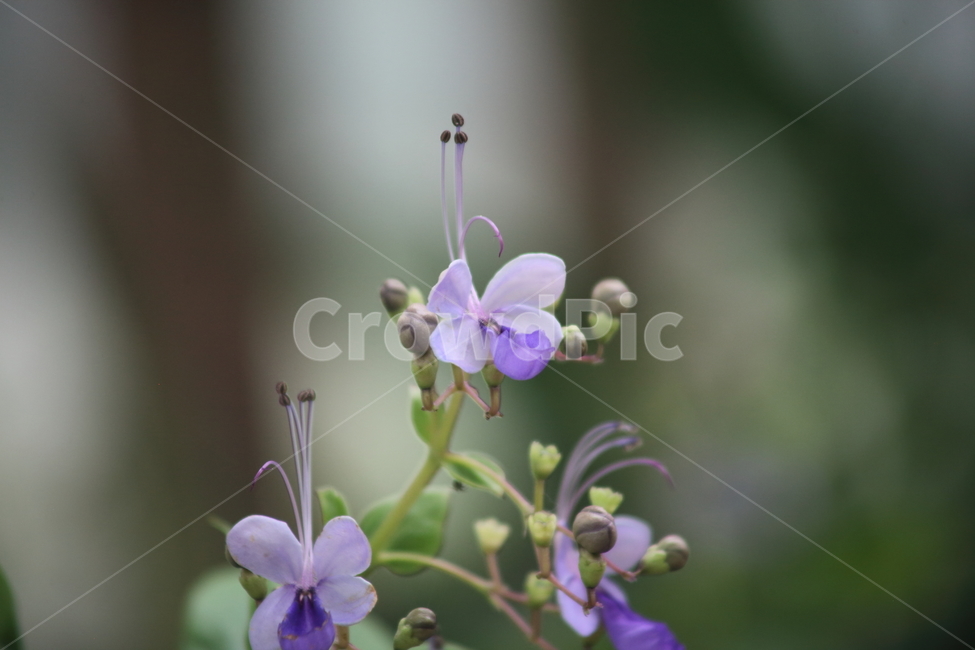 나비꽃,종교식물,꽃,식물,flower,식물,자연,plants,nature,꽃,flower