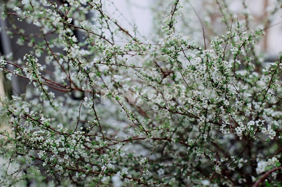 꽃,안개꽃,흰꽃,초록,식물,식물,자연,plants,nature,꽃,flower