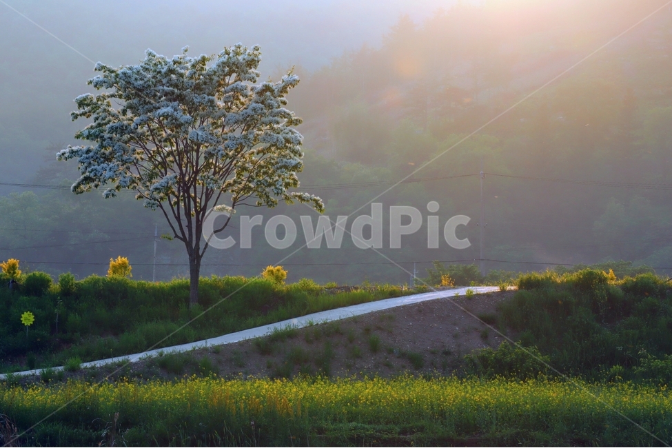 노을,저녁,풍경,산책,황룡강,자연,풍경,nature,landscape,한국자연풍경,한국자연경관,korea nature landscape,휴식,힐링,rest,relaxation,healing,plant,식물,tree,나무,tree trunk,나무 줄기