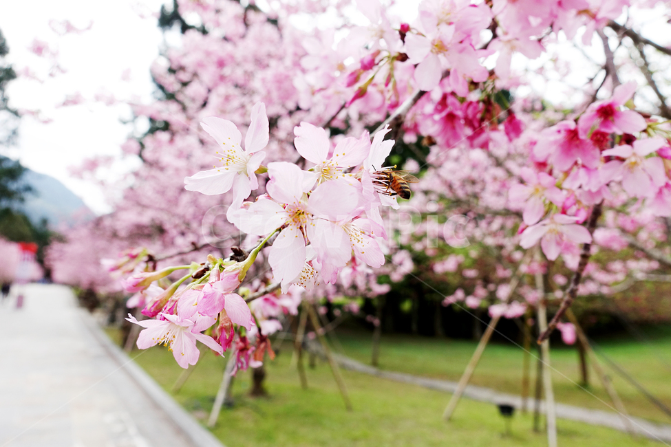 꽃,봄,flower,꽃봉오리,벚꽃,봄날,개화,공원,봄,계절,spring,season,식물,자연,plants,nature,꽃,flower,plant,blossom