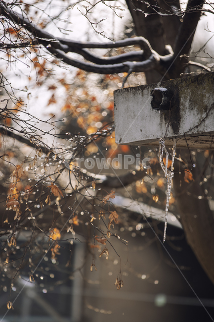 나무,얼음,고드름,겨울,물,배수구,겨울,계절,winter,season