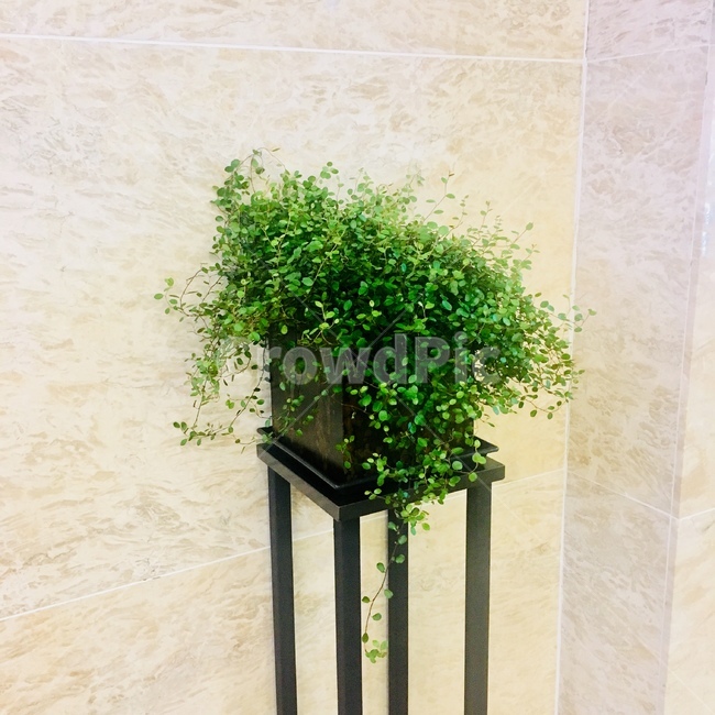 화분,plant,인테리어,인테리어소품,interior,interiordesign,실내디자인,design,green,장식,소품,나무,peace,식물,자연,plants,nature,실내용화초,화분,화초,house plant,인테리어,실내디자인,interior design