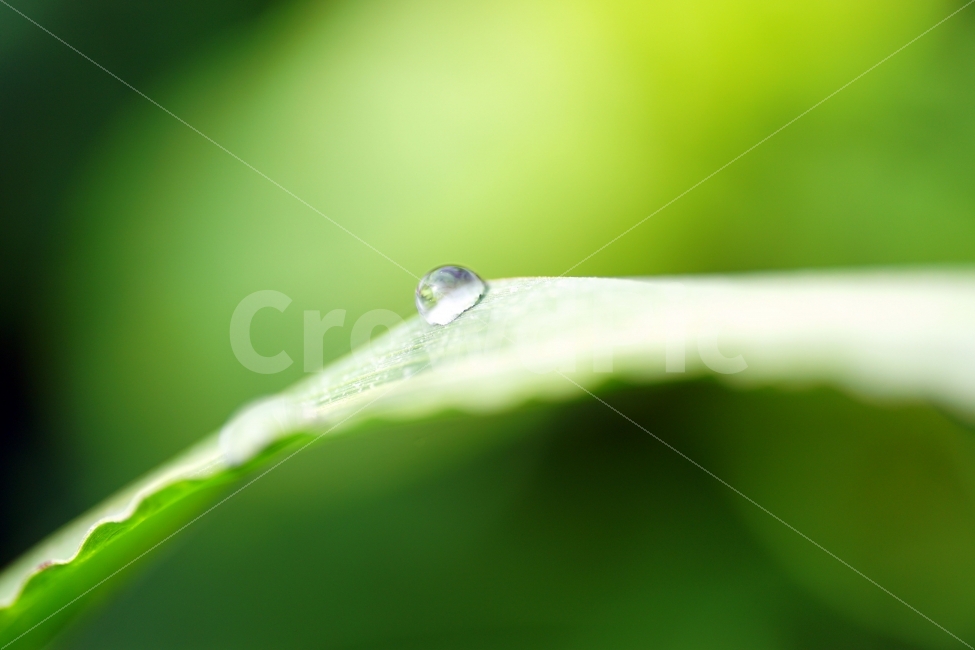 leaf of grass,atmosphere,Transparency,waterdrop,occult,feel,pure,Snap,healing,Healing Photos,amazing,leaves,affix,mysterious,Mystery,Emotion,bokeh of light,glass marble,macro,glass,Refreshing,nature,interesting,clear,feeling,morning dew,morning,Emotional 