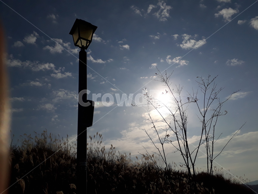 자연,가로등,잔디,식물,하늘