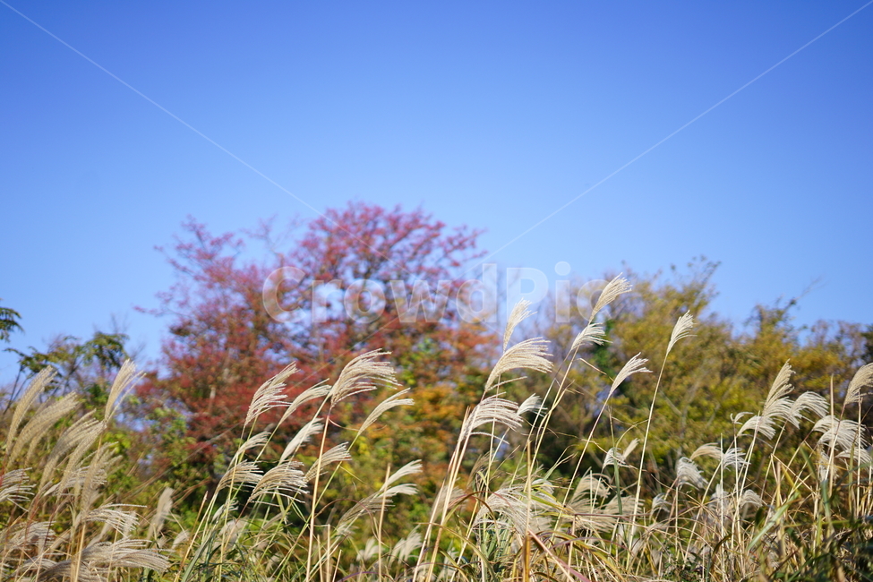 억새,갈대,억새밭,갈대밭,가을,가을,계절,fall,autumn,season,자연,풍경,nature,landscape,grass,잔디,plant,식물,lawn