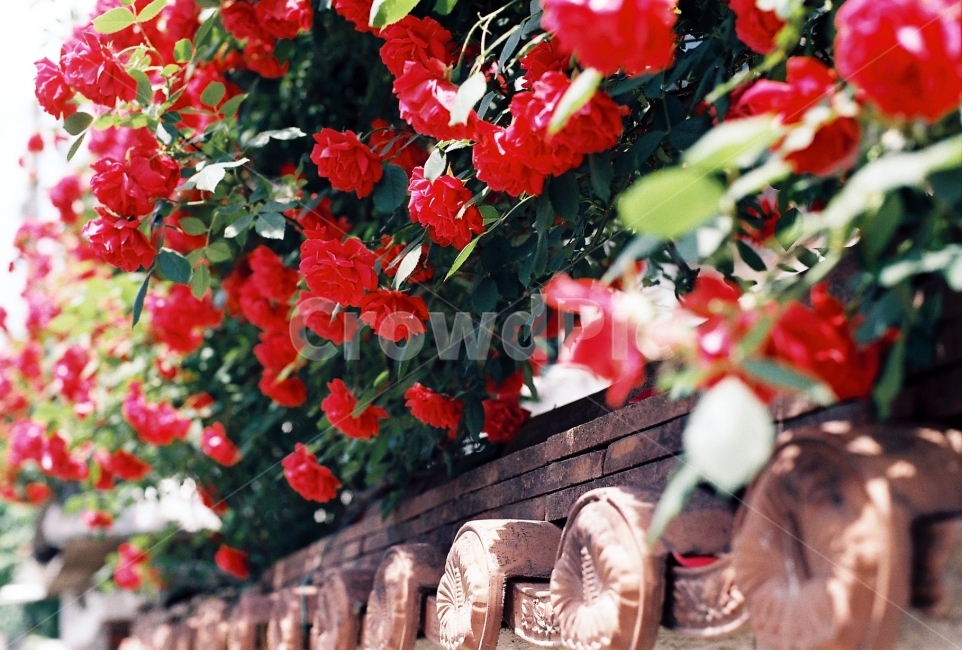 쌩이와로랑,장미,담벼락,만발,rose,식물,자연,plants,nature,꽃,flower,감성,sensible,feeling