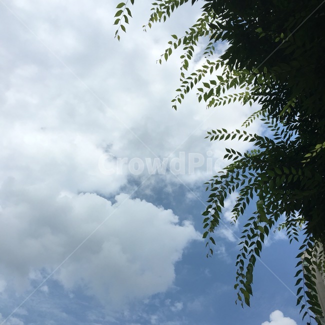 하늘,나무,구름,자연,tree,sky,푸른하늘,nature