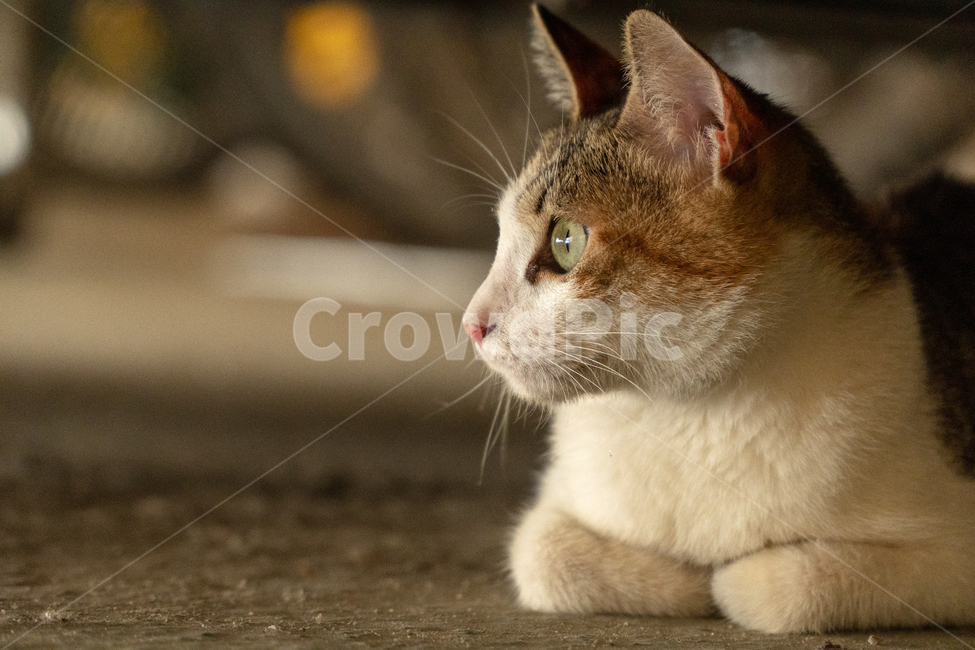 고양이,길고양이,길냥이,삼색고양이,동물,귀여운동물,cat,cats,straycat,feralcat,동물,animal,포유류,mammal,고양이,cat,kitten,kitty