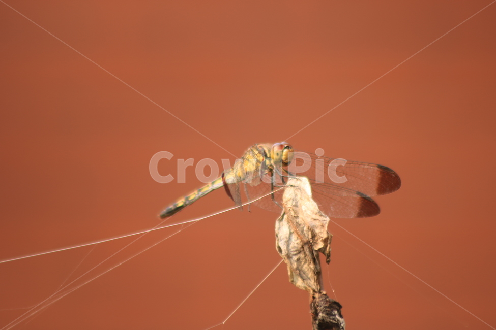 잠자리,주황색,곤충,insect,휴식,거미줄,동물,animal,곤충,벌레,insect,bug