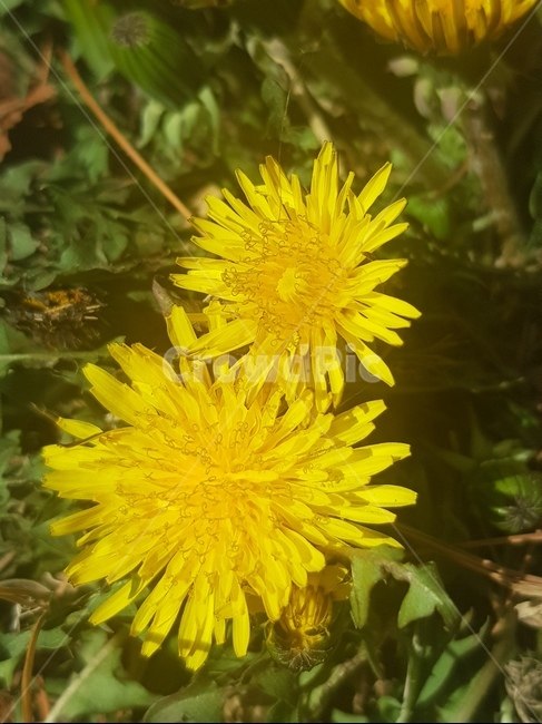 plant,식물,꽃,flower,민들레,dandelion,yellow