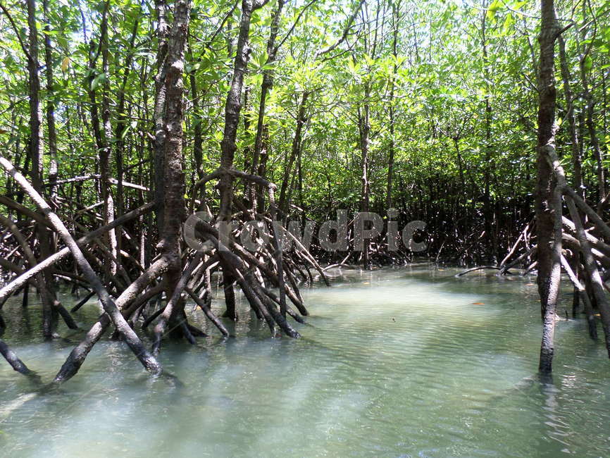 신비로운,강,나무,호수,힐링,조용한,녹색,그린,휴양림,휴식,자연,나라,nature,water,물,자연,풍경,nature,landscape
