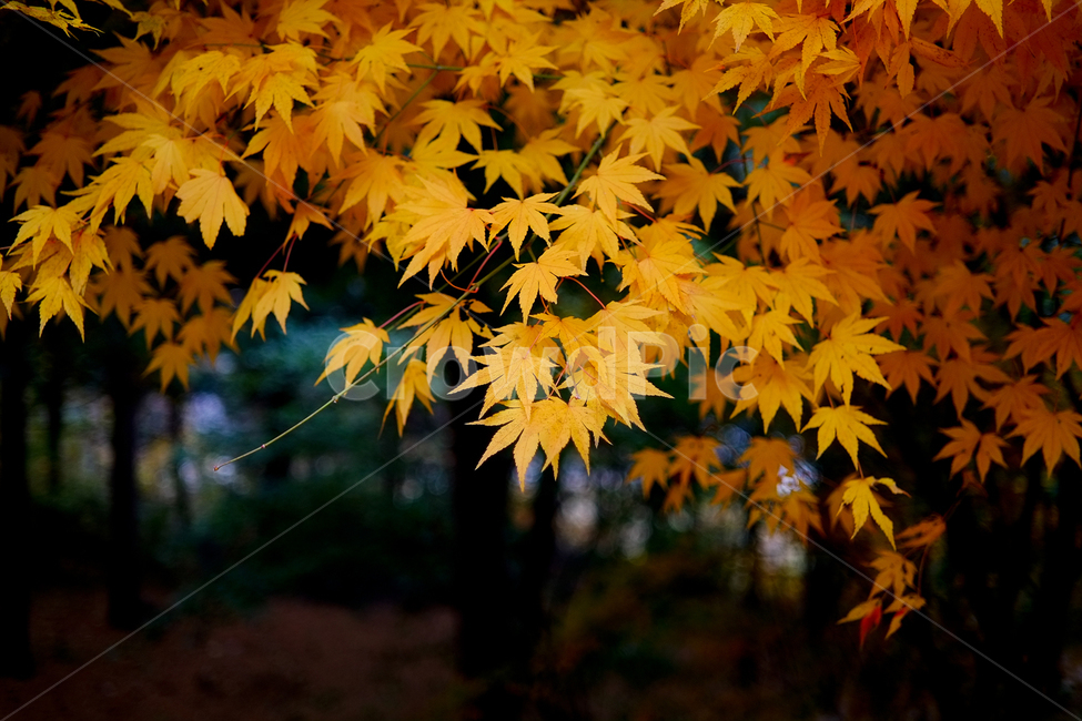 자연풍경,식물,감성사진,단풍,가을,10월,가을,계절,fall,autumn,season,식물,자연,plants,nature,plant,leaf,잎,tree,나무