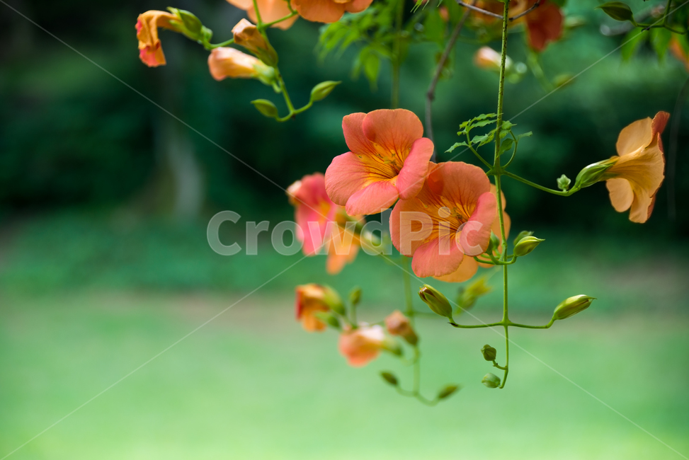 능소화,여름,summer,fflower,꽃,식물,plants,자연,nature,감성