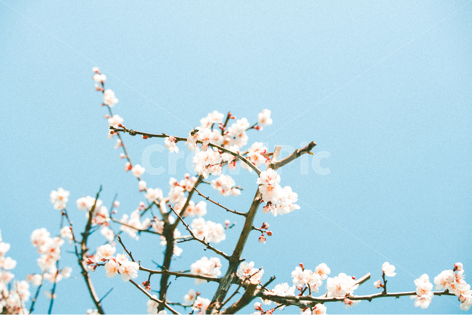 벚꽃,매화,꽃,봄,꽃구경,꽃놀이,봄,계절,spring,season,식물,자연,plants,nature,꽃,flower,감성,sensible,feeling,색깔,색상,색채,색감,color sense,color sensitivity,feeling of color,plant,blossom