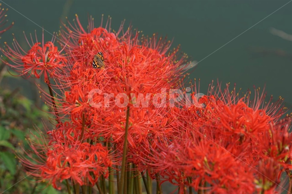 꽃,상사화,꽃무릇,자연,식물,가을,붉은꽃,red,fiower,nature,green,fall,식물,자연,plants,nature,꽃,flower