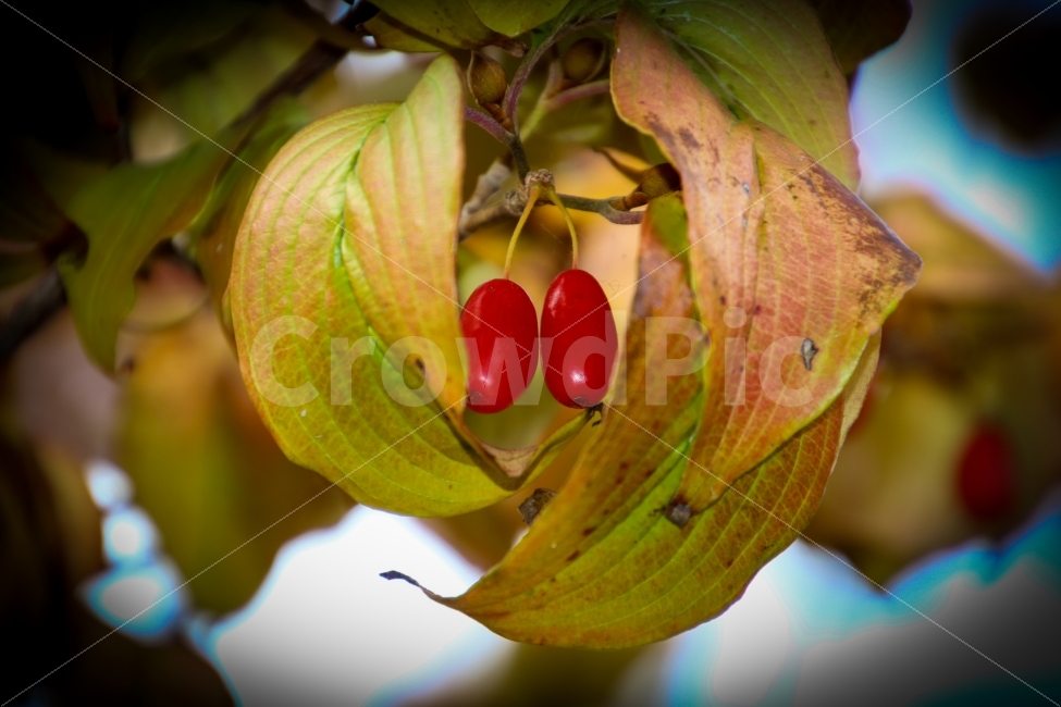 가을,열매,가을열매,나무,잎,계절,식물,자연,낙옆,background,autumn,wooden,fruit,table,leaf,rustic,plant,nature,season,seasonal,wood,natural,fall,식물,자연,plants,nature,과일,열매,fruit