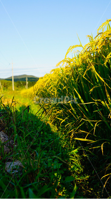 벼,쌀,벼농사,가을,곡물,쌀알,산업,industry,industrial,농업,농사,agriculture,farming,farming industry
