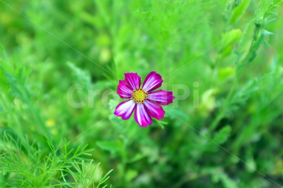 꽃,코스모스,상동호수공원,색감,velvia,flower,cosmos,식물,자연,plants,nature,꽃,flower