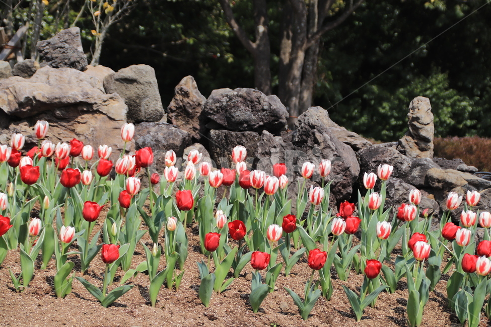 튤립,꽃,봄,튤립축제,봄꽃,식물,자연,plants,nature,꽃,flower
