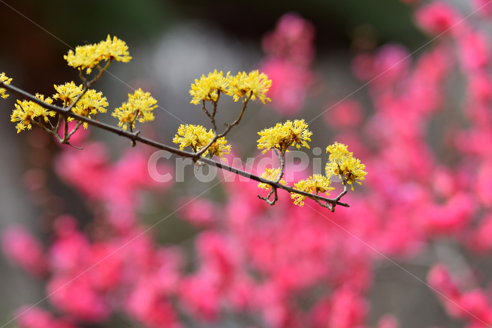 산수유,산수유나무,산수유꽃,산수유나무꽃,층층나무과,노란꽃,꽃,플라워,flower,cornusflower,cornus