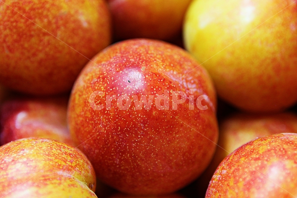 자두,빨강,수확,싱싱한,과일,음식,식재료,요리,먹거리,가을,추수,과일,열매,fruit