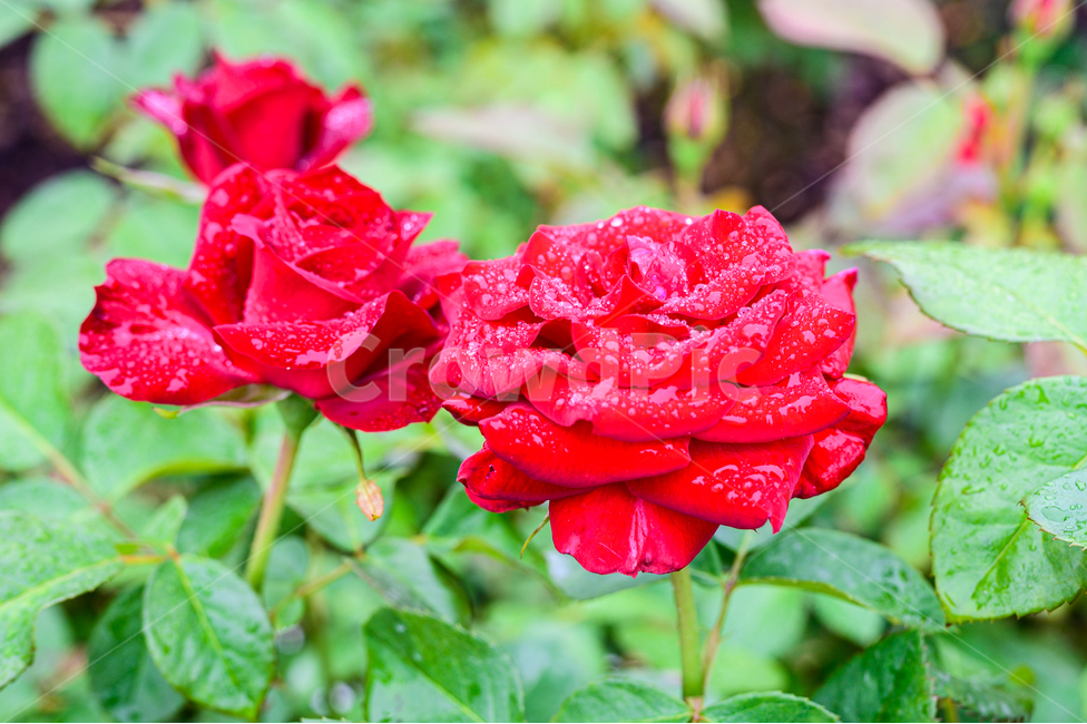 꽃,장미,rose,flower,식물,plant,blossom,봄,봄꽃,빨간꽃,빨간색,빨강,red,녹색,초록,spring