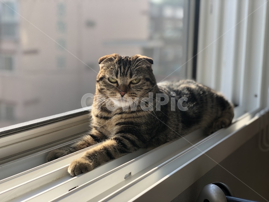 고양이,동물,애완동물,펫,반려묘,cat,응시,노려봄,귀여움,cute,animal,pet,scotishfold,아기고양이,새끼고양이,스코티시폴드,창문,동물,animal,포유류,mammal,고양이,cat,kitten,kitty