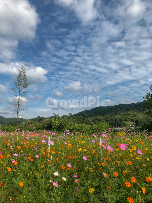 코스모스,가을,가을하늘,하늘,하동,hadong,cosmos,flower,꽃,구름,sky