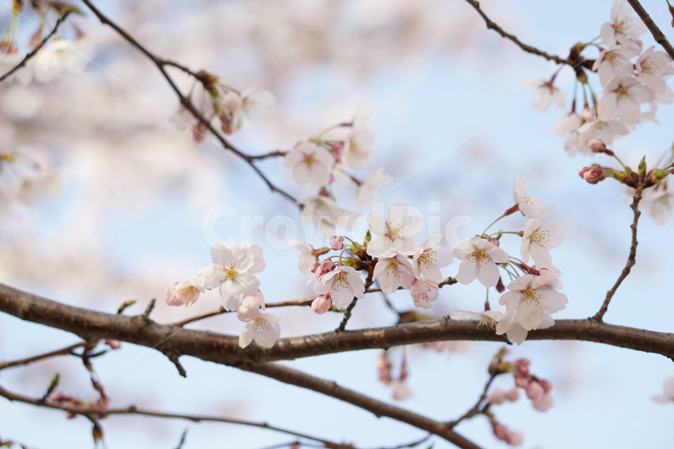 봄,벚꽃,blossom,flower,나무,보라매공원,공원,자연