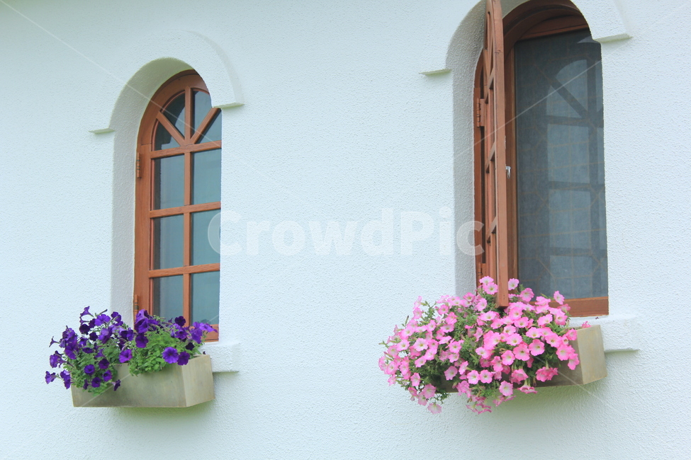 창가,꽃,창문,흰집,window,korean,oedo,외도,평화,한적,예쁜,식물,자연,plants,nature,꽃,flower