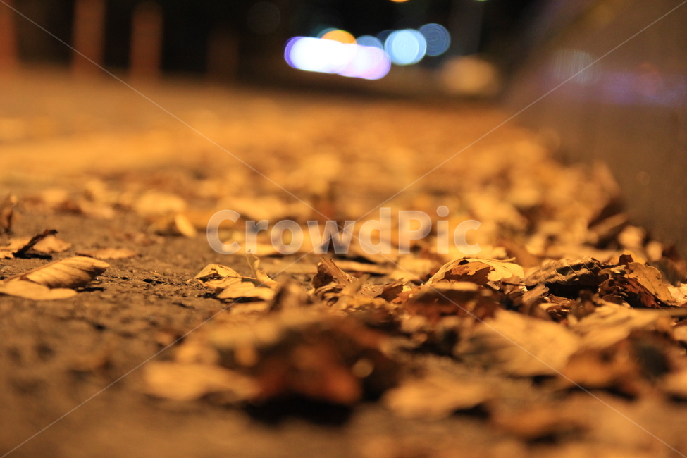 가을,자연,낙엽,쓸쓸함,외로움,가을,계절,fall,autumn,season,ground,바닥,gravel,자갈,road,도로,dirt road,흙길