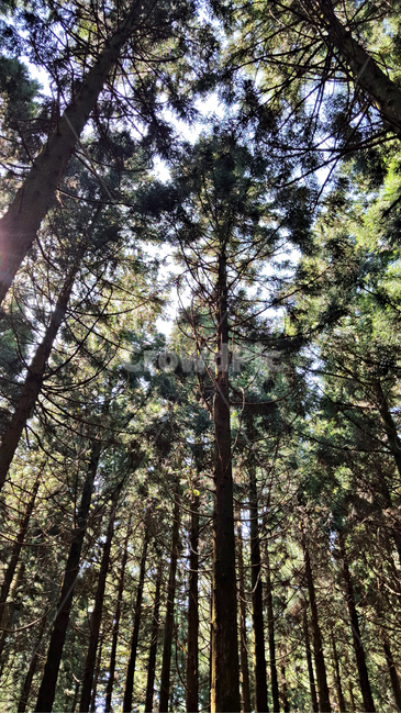 숲,나무,tree,자연,옥외,식물,plant
