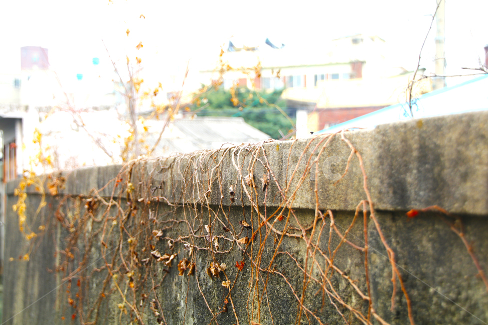벽,넝쿨,덩쿨,나무,꽃,담,담벼락,줄기,식물,자연,plants,nature