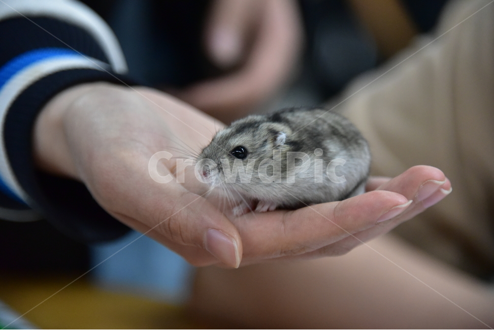 햄스터,동물,애완동물,포유류,펫,귀여움,귀여운,hamsters,mammals,pets,pet,cute,동물,animal,포유류,mammal